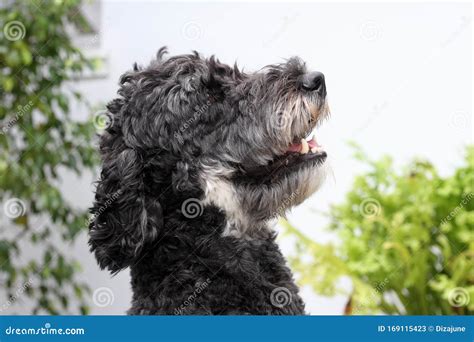 Black And White Goldendoodles