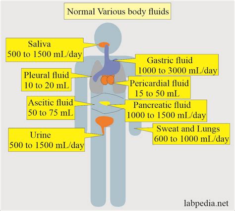 Image result for Body Fluid Types