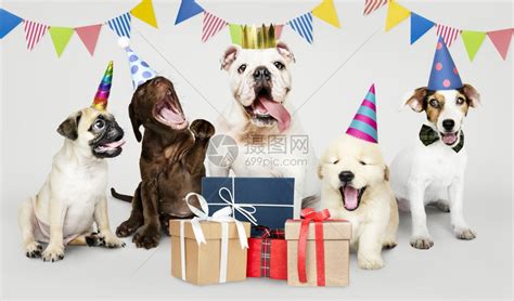 穿着服装的狗生日晚会庆典动物水平的高清图片下载-正版图片307530170-摄图网