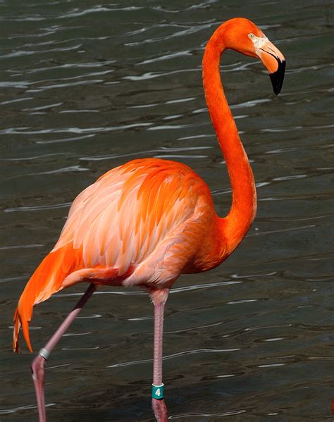 Flamingo Bird Sounds