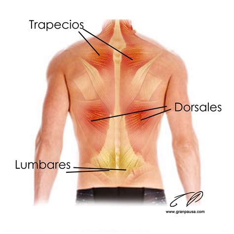 La espalda, la más sufridora. - Gran Pausa