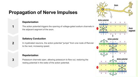 Generation-and-Propagation-of-Nerve-Impulses-and-Synaptic-Transmission (2).pptx