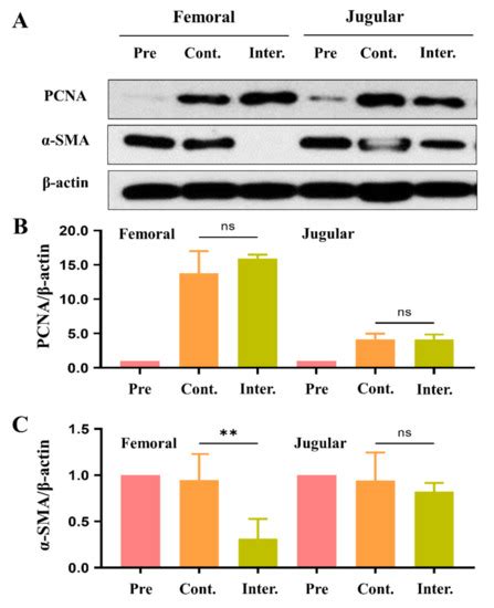 Dynamic Nano-Biomaterials in Tissue Remodeling and Drug Delivery