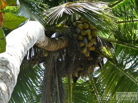 Tips for Surviving the Tropics