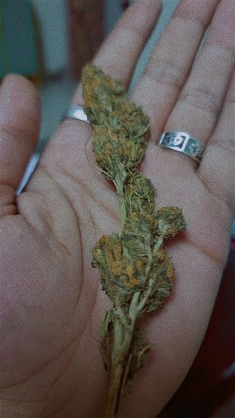 Image result for Ajgar Python