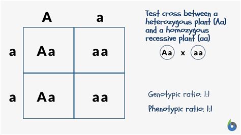 Image result for Phenotype Example