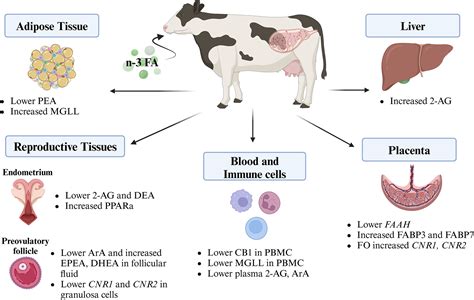 International Symposium on Ruminant Physiology: The involvement of the ...