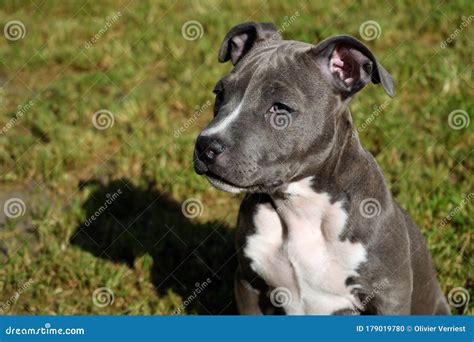Dog American Staffordshire Terrier Pitbull Puppy Amstaff Stock Photo ...