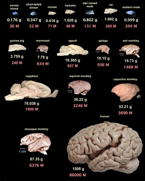 Frontiers | The human brain in numbers: a linearly scaled-up primate brain