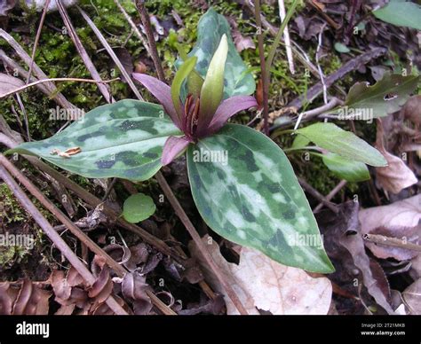Trillium reliquum, Endangered plant. Creator: Pattavina, Pete. Descriptive Note: The endangered ...