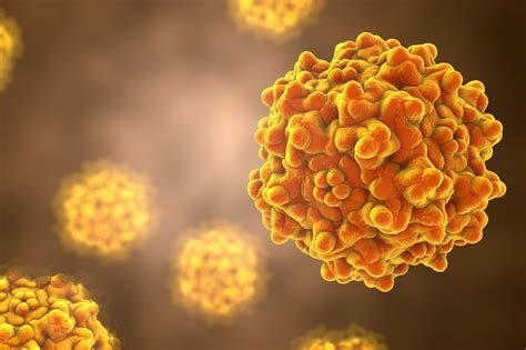 Natural History and Tumor Development: Adeno-Associated Virus in the ...