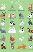 Image result for Cute Drawings of Rabbits