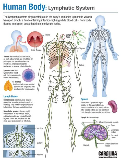 Lymphatic System Overview 的图像结果