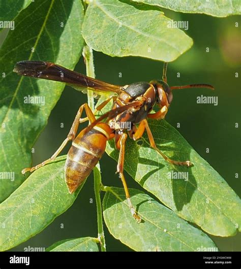 Northern Paper Wasp (Polistes fuscatus Stock Photo - Alamy