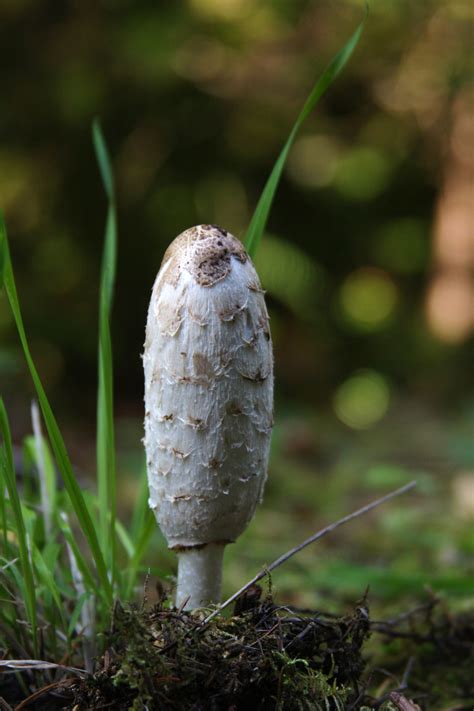 Mushroom Historical Definition at Lise Robertson blog