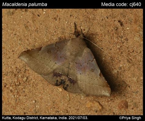Macaldenia palumba (Guenée,1852) - | Moths