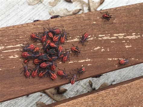 Red And Black Bugs