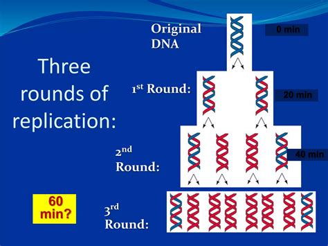 Image result for DNA Replication Sequence