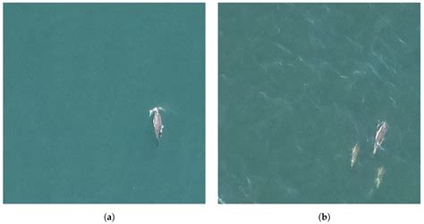 Weakly Supervised Detection of Marine Animals in High Resolution Aerial ...