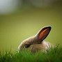 Image result for Wallpaper for PC Rabbit Baby