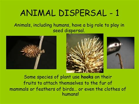Seed Dispersal Examples 的图像结果