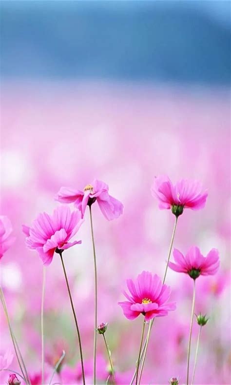 Image result for Pink Exploding Box