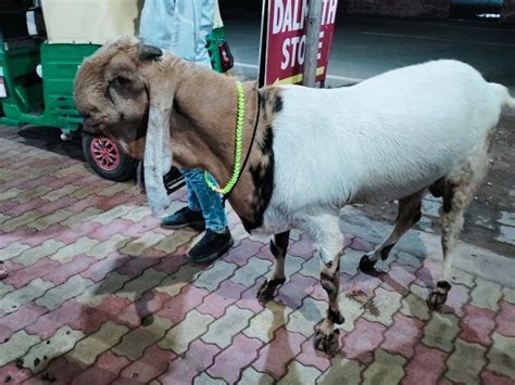 आगरा में 'सुल्तान' और 'शेरू' को देखने उमड़े लोग, कीमत जान रह जाएंगे ...