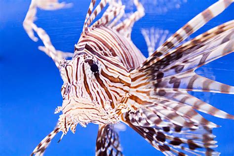 Image result for Fish Imafe for Python Code
