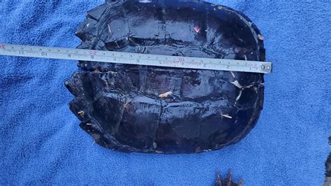 Image result for Defleshing Snapping Turtle Shell