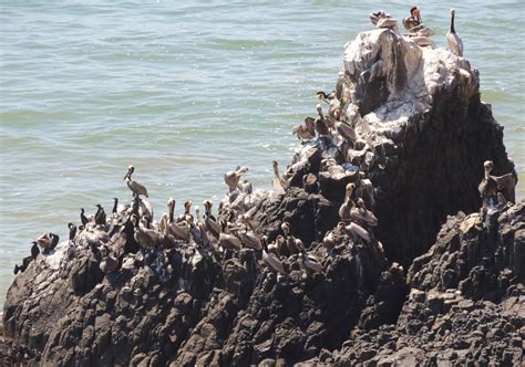 1000 Hikes in 1000 Days: Day 857: Pelican Cove - Vicente Bluffs ...
