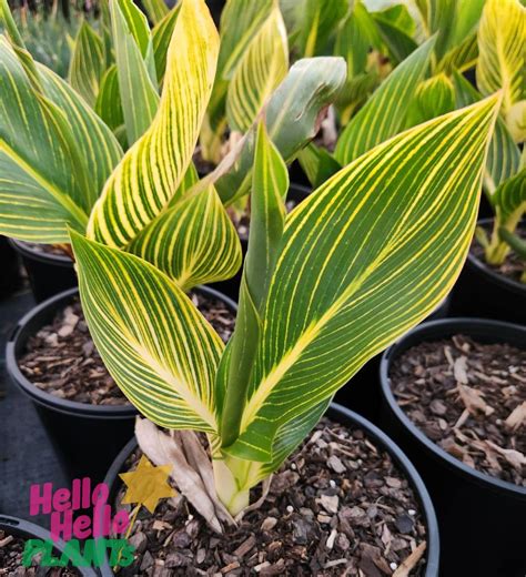 Canna Lily 'Tropicanna Gold' - Hello Hello Plants