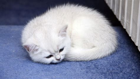 Wallpaper kitten, lie, baby, light hd, picture, image