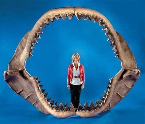 人类探索到的巨齿鲨到底多大？_哔哩哔哩_bilibili
