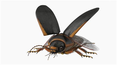 Insect Water Beetle Brown Realistic Rigged 3D | 3D Molier International