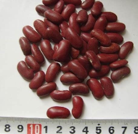 红腰豆和红芸豆有什么区别，为什么很多人不知道？_东方养生频道_东方养生