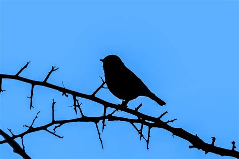 Silhouette Of A Bird On A Branch Free Stock Photo - Public Domain Pictures