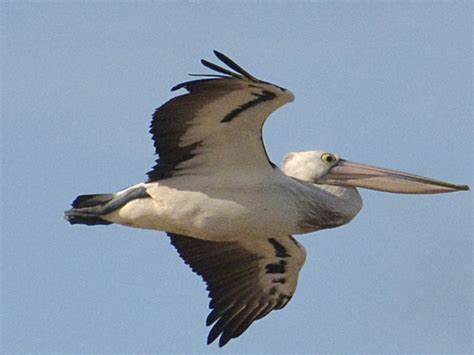Introducing the Australian Pelican: a bird of superlatives | Tasmanian ...