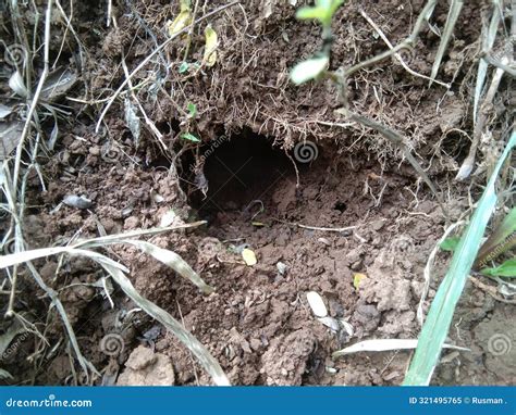 Types of Snake Nests in the Forest Stock Image - Image of grass, black: 321495765