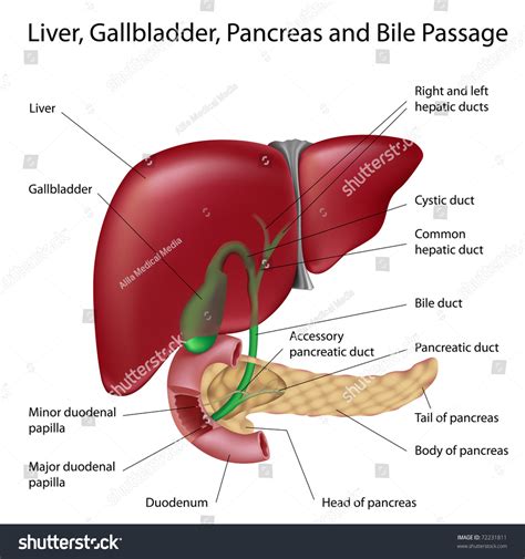 Accessory Organs Pancreatic Duct at Christopher Cummings blog