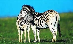 Image result for Black and White Zebra Photo