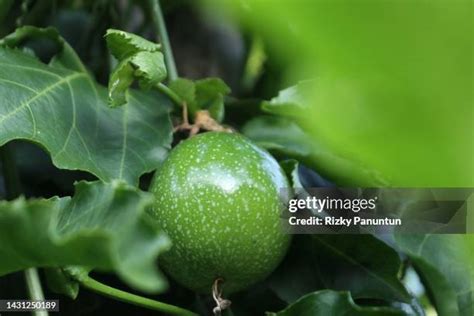 Image result for Passion Java Snakes