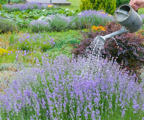 Water Requirements For Lavender: The Essential Watering Guide