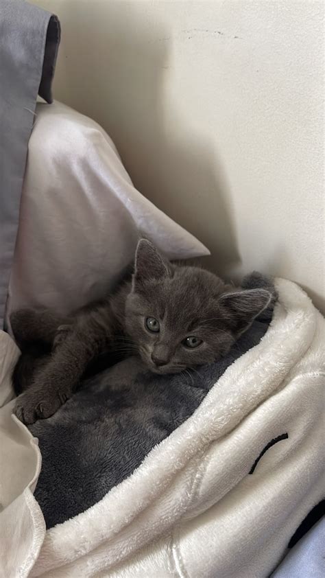 Image result for Help Me Cat