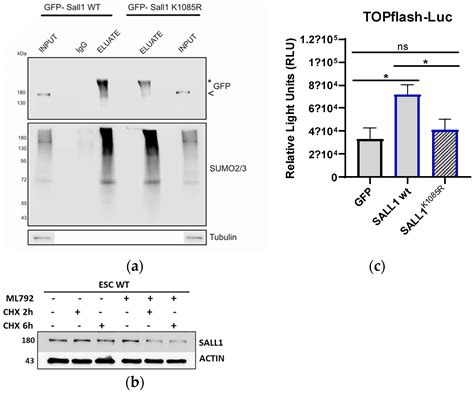Promyelocytic Leukemia Protein (PML) Regulates Stem Cell Pluripotency ...