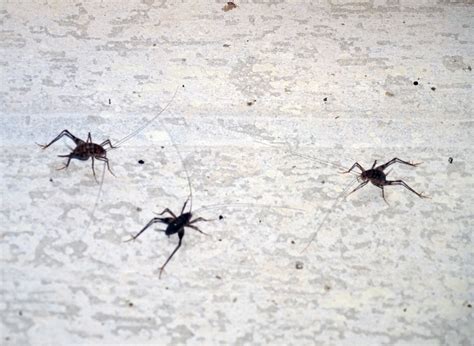Small Black Insects That Jump : They are well adapted to living in ...