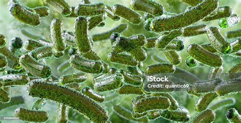 Acetobacter Isolation Process Image 的图像结果