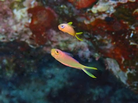 オケアノス沖縄ケラマ・阿嘉島でフィッシュ・ウォッチング、水中写真、海中生物観察