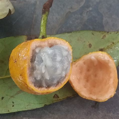 Pinha Do Mato Live Plant (Annona bahiensis) – veliyathgardens