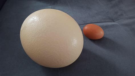 Ostrich Egg Size