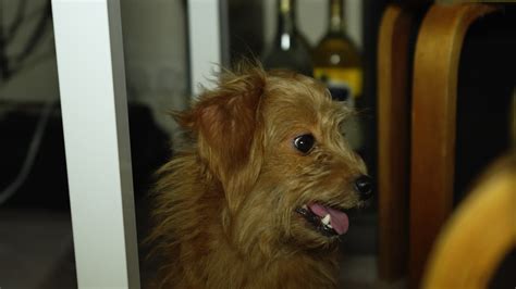 Image result for Cockapoo Tongue